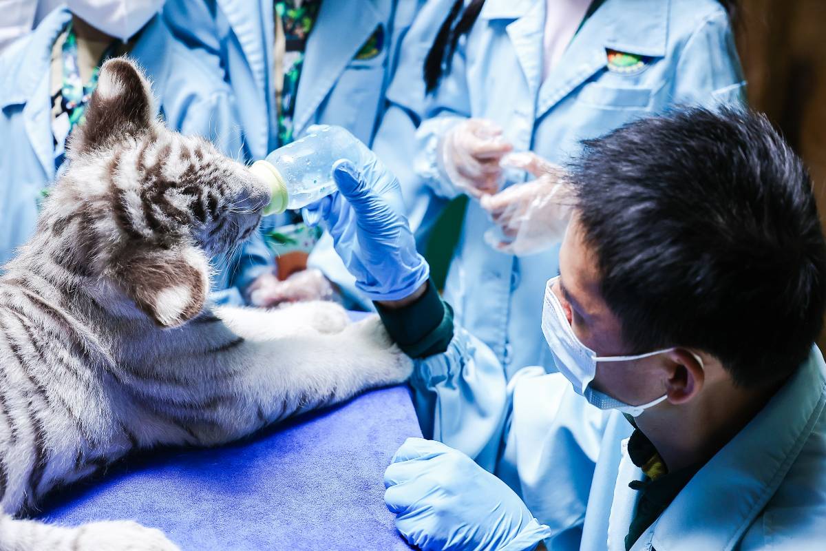 長隆野生動物世界｜効率よく回れる1日モデルコース