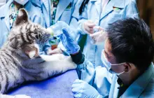 Chimelong Safari Park