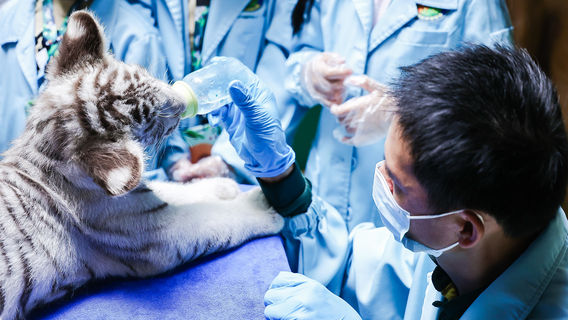 Chimelong Safari Park