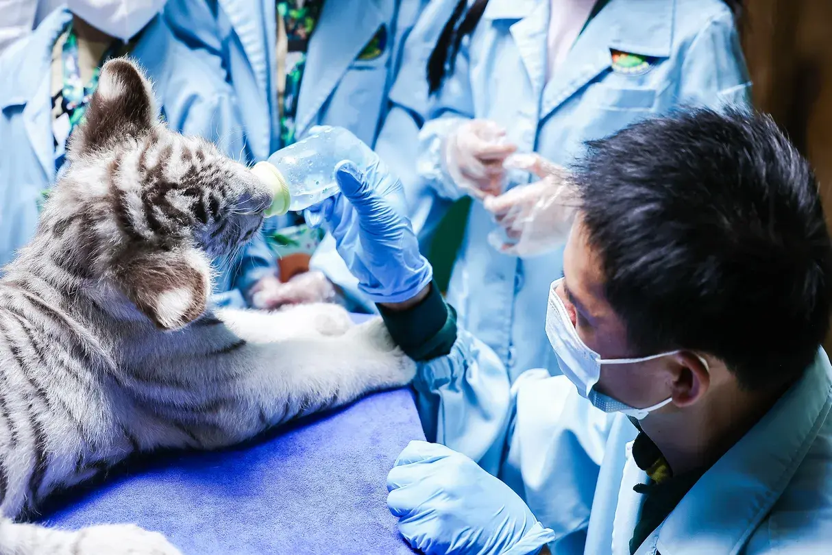 1_Chimelong Safari Park