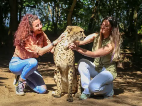 Cheetah's Rock
