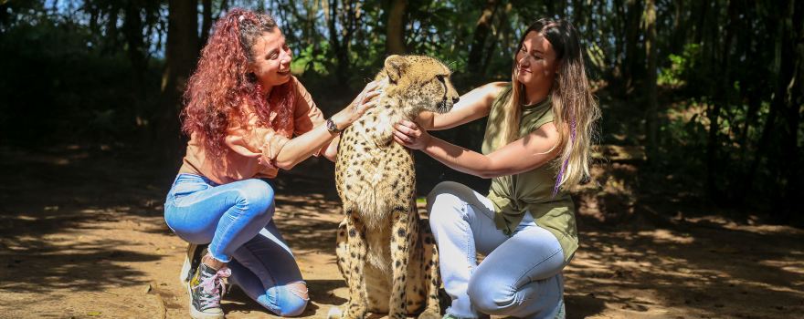 Cheetah's Rock