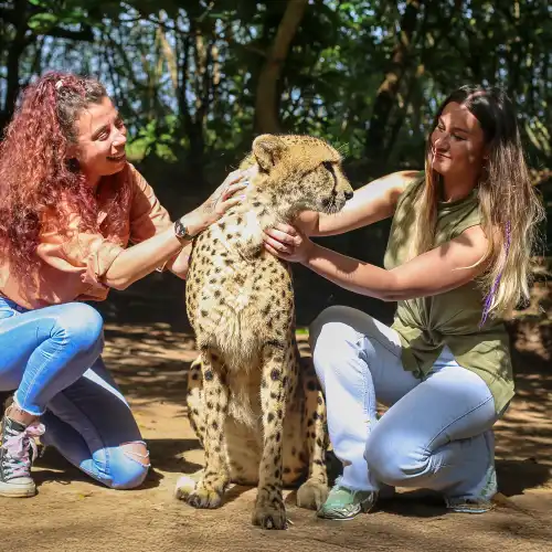 Cheetah's Rock