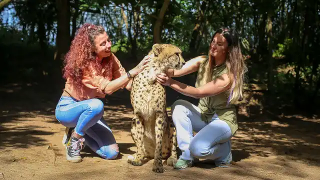 Cheetah's Rock