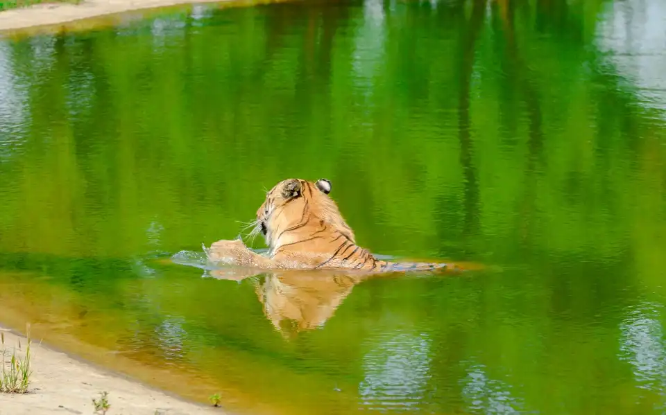 4_Siberia Tiger Park