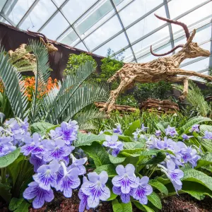花穹