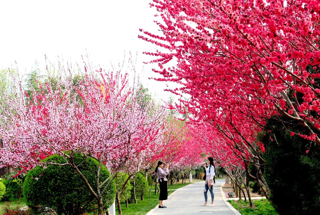 Top 10 Spring Outings in Zhengzhou