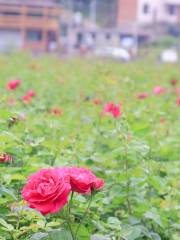 花園郎洞