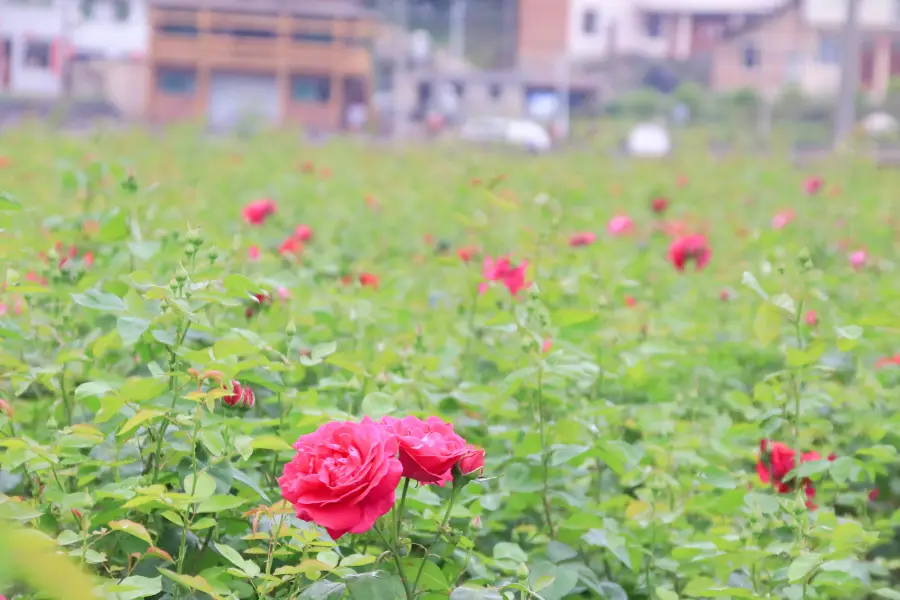 花園郎洞