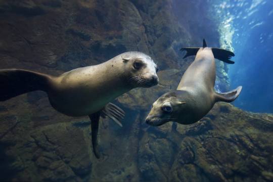 大阪海遊館+大阪城公園+道頓堀川+心齋橋+黑門市場一日遊