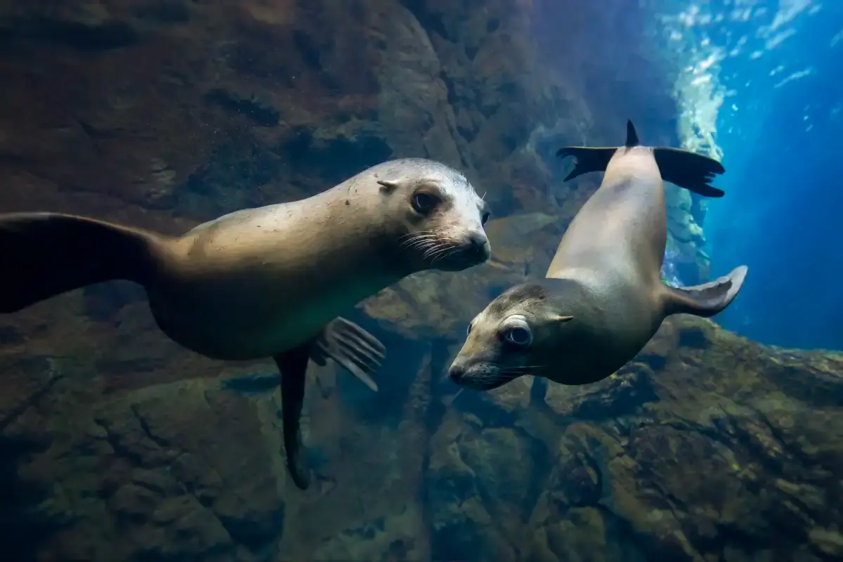 How to Get to Osaka Aquarium Kaiyukan