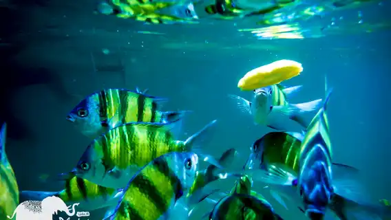 普吉雞蛋島半日遊：友推帆船冰淇淋號，船程短不暈船，中文導遊