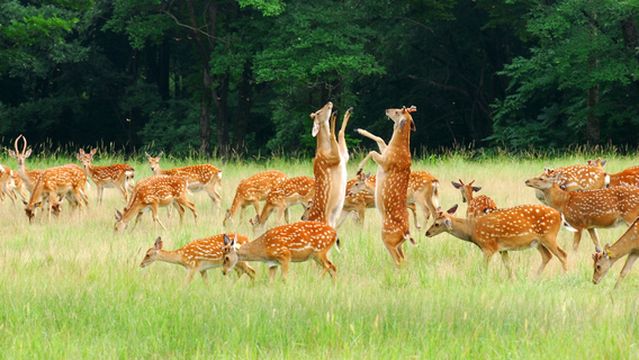Shengong Pingshan Royal Deer Park