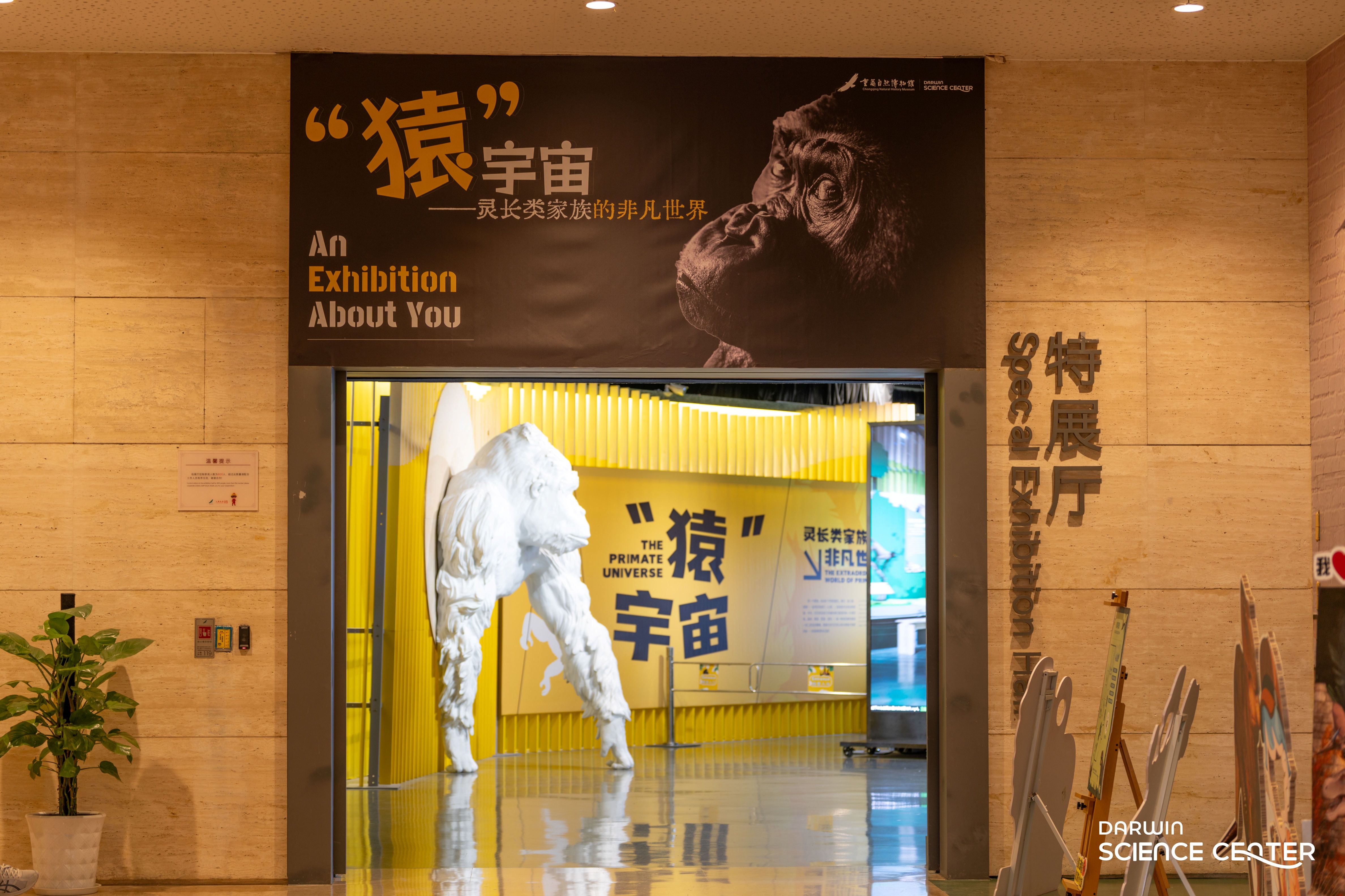 "ลิง" ยูนิเวิร์ส — โลกอัศจรรย์ของวงศ์สัตว์灵长类 | ฉงชิ่ง