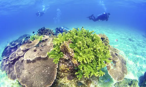 Diving in Lingshui