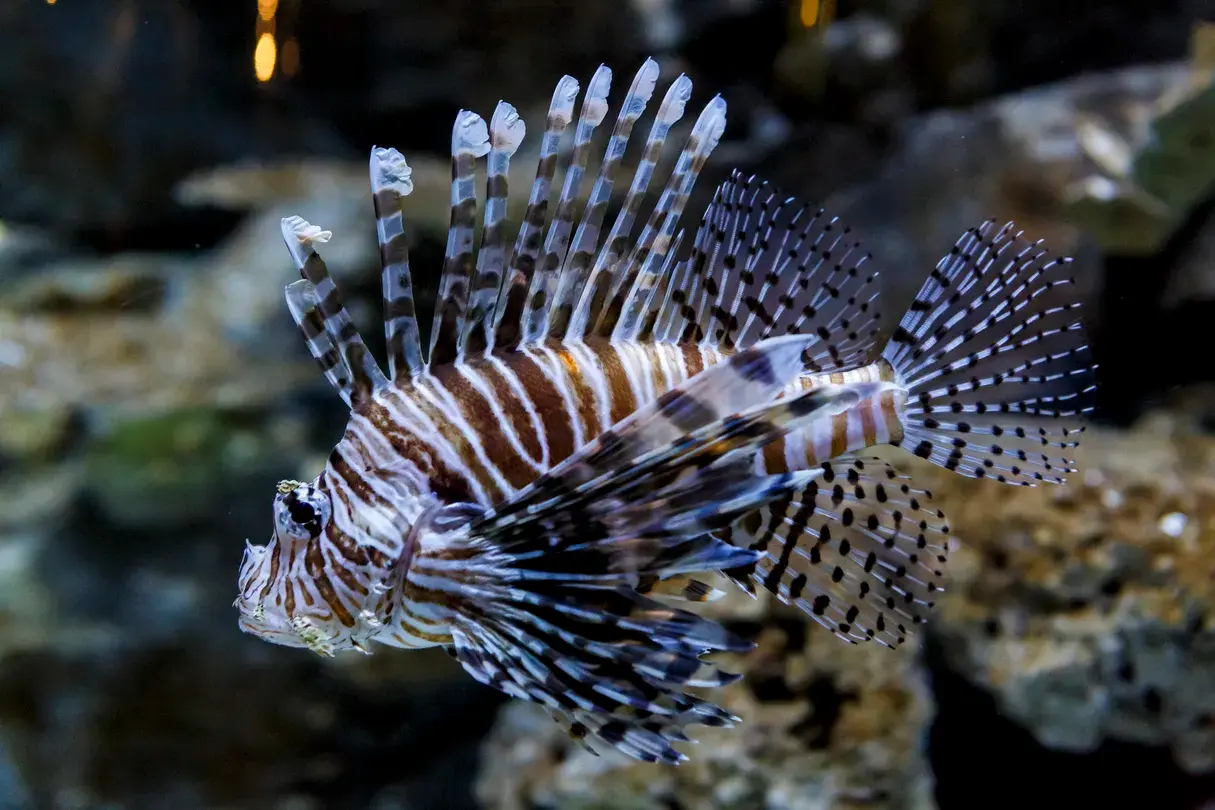 4_SEA LIFE Kelly Tarlton's Aquarium