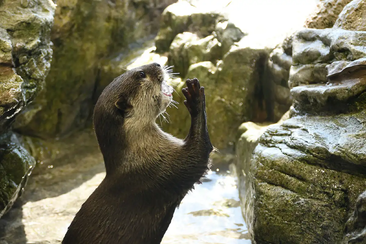 Otter Exhibit at Enoshima Aquarium