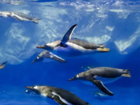 SEA LIFE 켈리 탈튼스 수족관