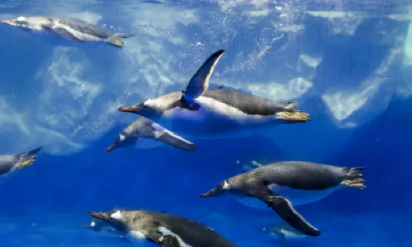 SEA LIFE Kelly Tarlton's Aquarium