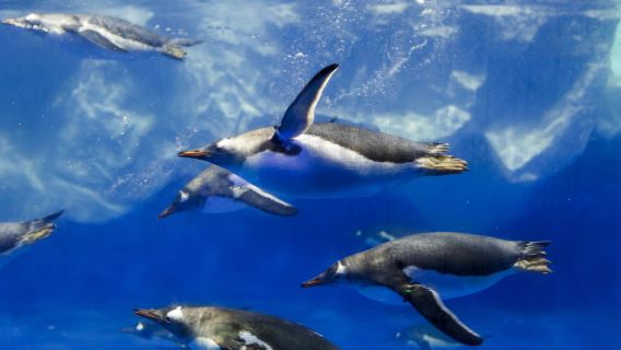 SEA LIFE Kelly Tarlton's Aquarium + Parnell Rose Garden + Downtown Terminal + Sky Tower