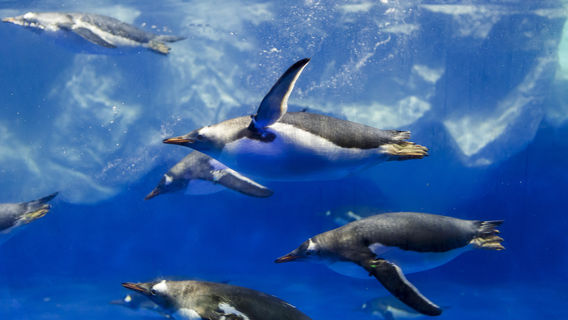 SEA LIFE Kelly Tarlton's Aquarium