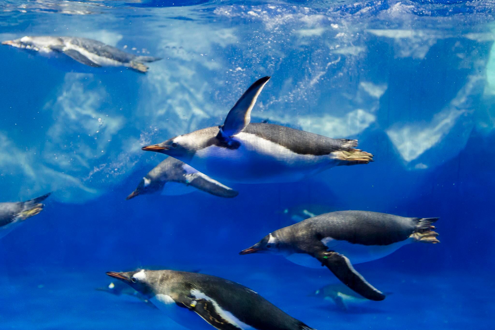 ニュージーランドのSEA LIFE ケリー・タールトンズ水族館＋パーネル・ローズガーデン＋ダウンタウンターミナル＋スカイタワー