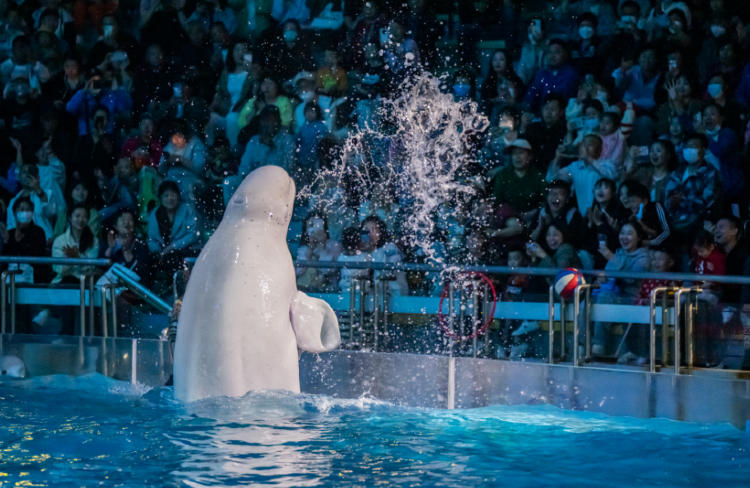 Tiger Beach Ocean Park