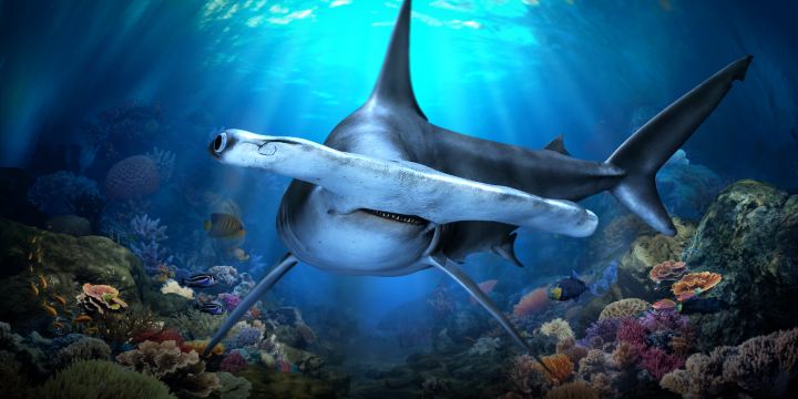 Singapore Oceanarium