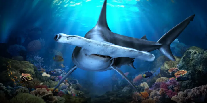 新加坡海洋生態館