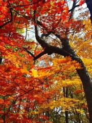 紅石国家森林公園