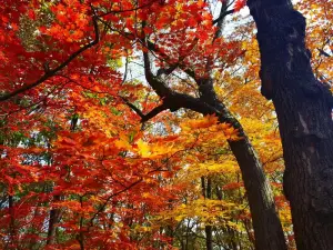 Hongshi National Forest Park