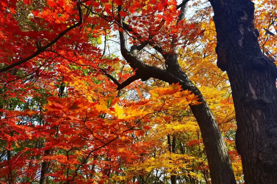 Hongshi National Forest Park