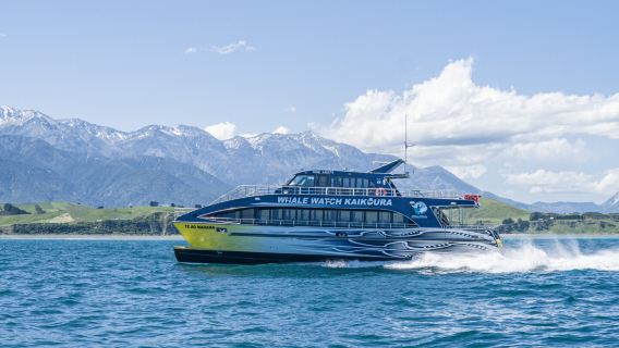 Turismo en Nueva Zelanda: Avistamiento de ballenas en Kaikoura, crucero para ver delfines y vuelo turístico de Whale Watch Kaikoura