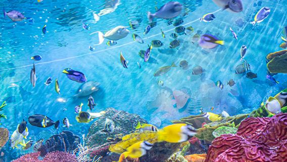 SEA LIFE COEX, Seoul Aquarium