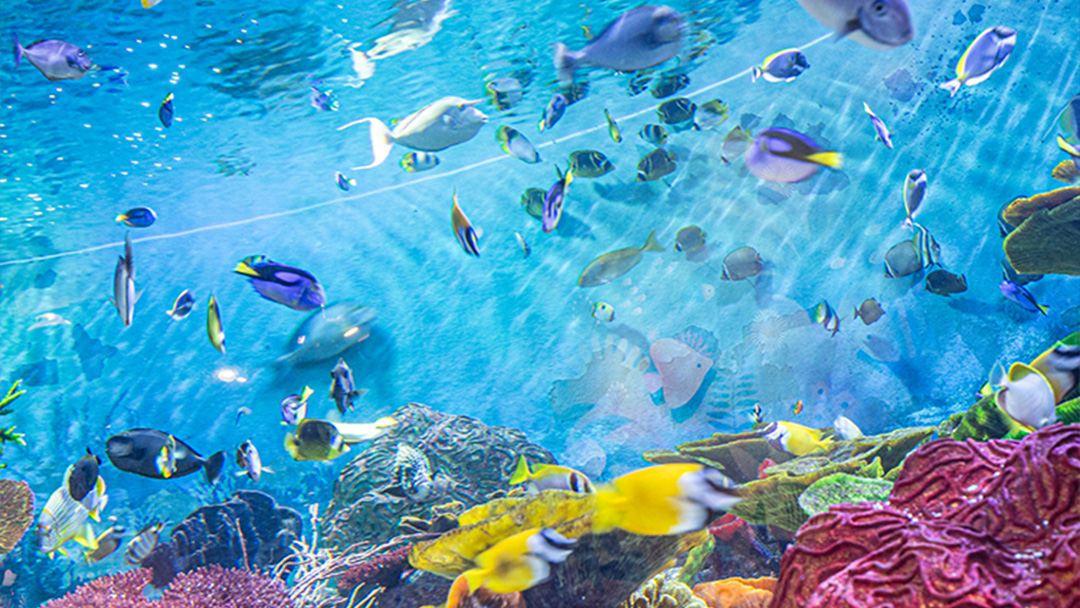 SEA LIFE COEX, Seoul Aquarium