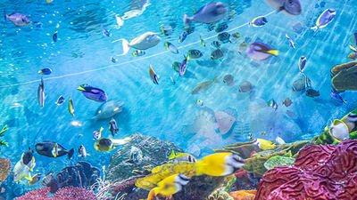 SEA LIFE COEX, Seoul Aquarium
