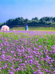Yangsha Lake Colorful Flower Field