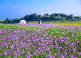 Yangsha Lake Colorful Flower Field