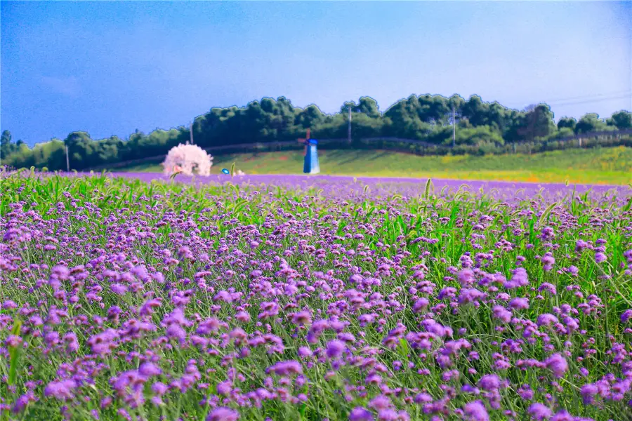 洋沙湖五彩花田