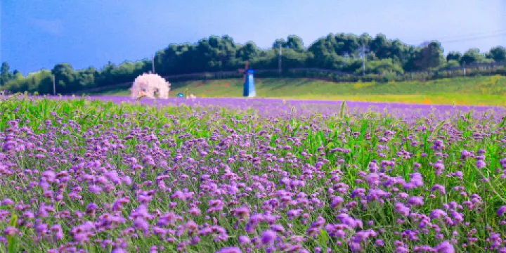 洋沙湖五彩花田