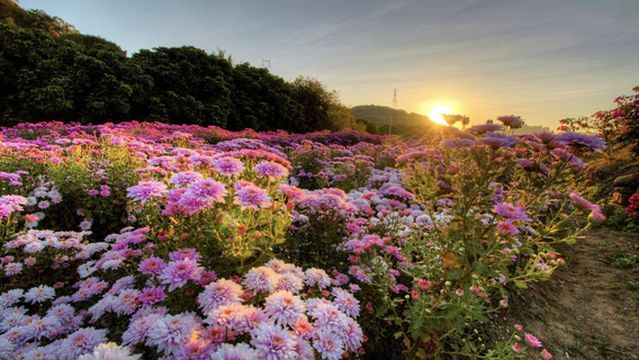 Quanzhou Fresh Flower Harbor