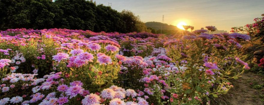 Quanzhou Fresh Flower Harbor