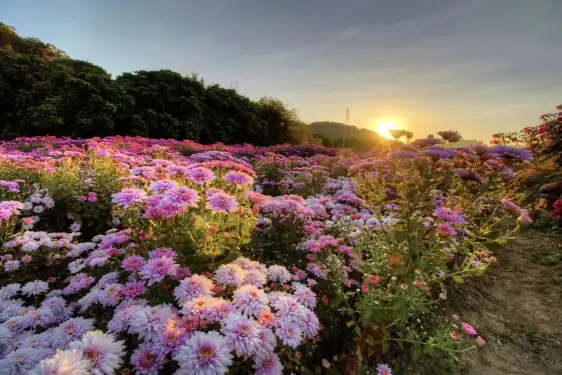 鄰近泉州鮮花港的酒店