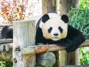 西霞口神鵰山野生動物園