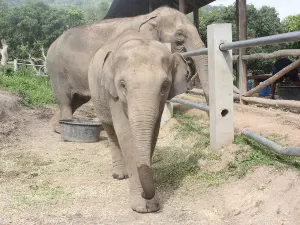 Mae Sa Elephant Camp