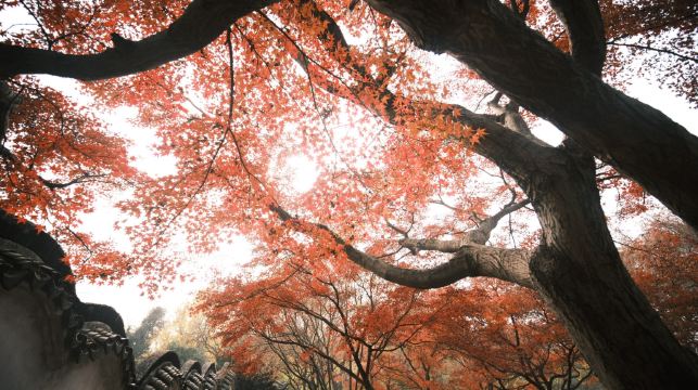 蘇州拙政園+寒山寺+楓橋+山塘街1日遊【純玩團 天天發班】