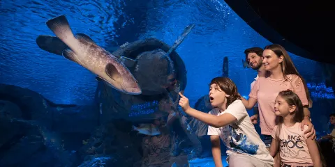 安塔利亞水族館以及Face 2 Face蠟像館門票成人票