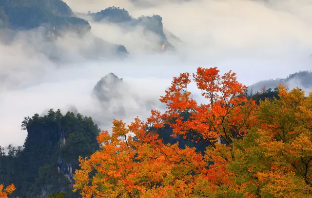 Fall Foliage Sightseeing in Bazhong