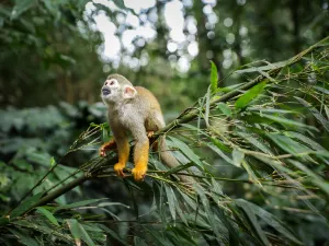 Bifengxia Wildlife Park