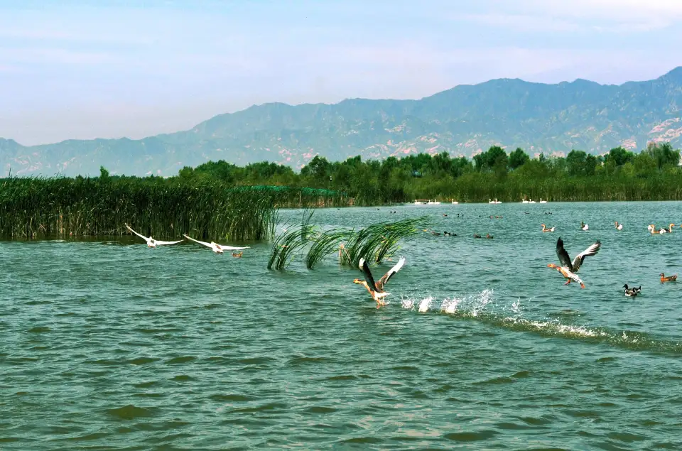 2_Beijing Wild Duck Lake National Wetland Park